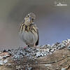 Tree Pipit