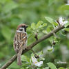 Tree Sparrow