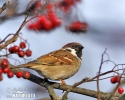 Tree Sparrow