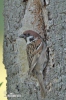 Tree Sparrow