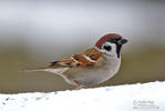 Tree Sparrow