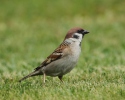 Tree Sparrow