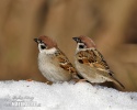 Tree Sparrow