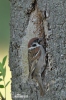 Tree Sparrow