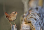 Troglodytes troglodytes