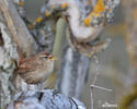 Troglodytes troglodytes