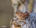 Troglodytes troglodytes