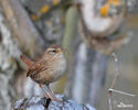 Troglodytes troglodytes