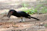 Trompetneushoornvogel