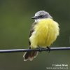 Tropical Kingbird