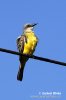 Tropical Kingbird