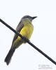 Tropical Kingbird