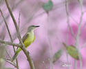 Tropical Kingbird