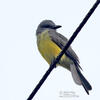 Tropical Kingbird