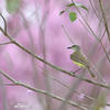 Tropical Kingbird