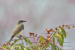 Tropical Kingbird