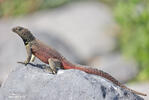 Tropidura delle Galápagos