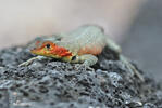 Tropidura delle Galápagos