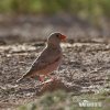 Trumpeter Finch