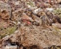 Trumpeter Finch