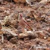 Trumpeter Finch