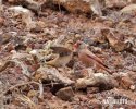 Trumpeter Finch