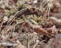 Trumpeter Finch