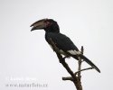 Trumpeter Hornbill