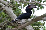 Trumpeter Hornbill