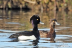 Tufted Duck