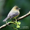 Tufted Flycatcher