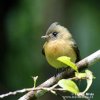 Tufted Flycatcher