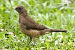 Turdus grayi