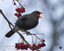 Turdus merula