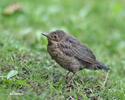 Turdus merula