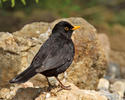 Turdus merula