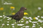 Turdus merula
