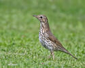 Turdus philomelos