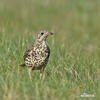 Turdus viscivorus