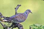 Turtle Dove