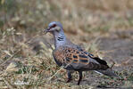 Turtle Dove