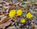 Tussilago farfara