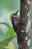 Tyrannine Woodcreeper