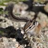 Uinta Chipmunk