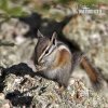 Uinta Chipmunk