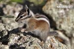 Uinta Chipmunk