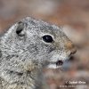 Uinta Ground Squirrel