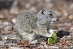 Uinta Ground Squirrel