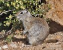 Uinta Ground Squirrel