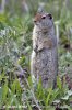 Uinta Ground Squirrel